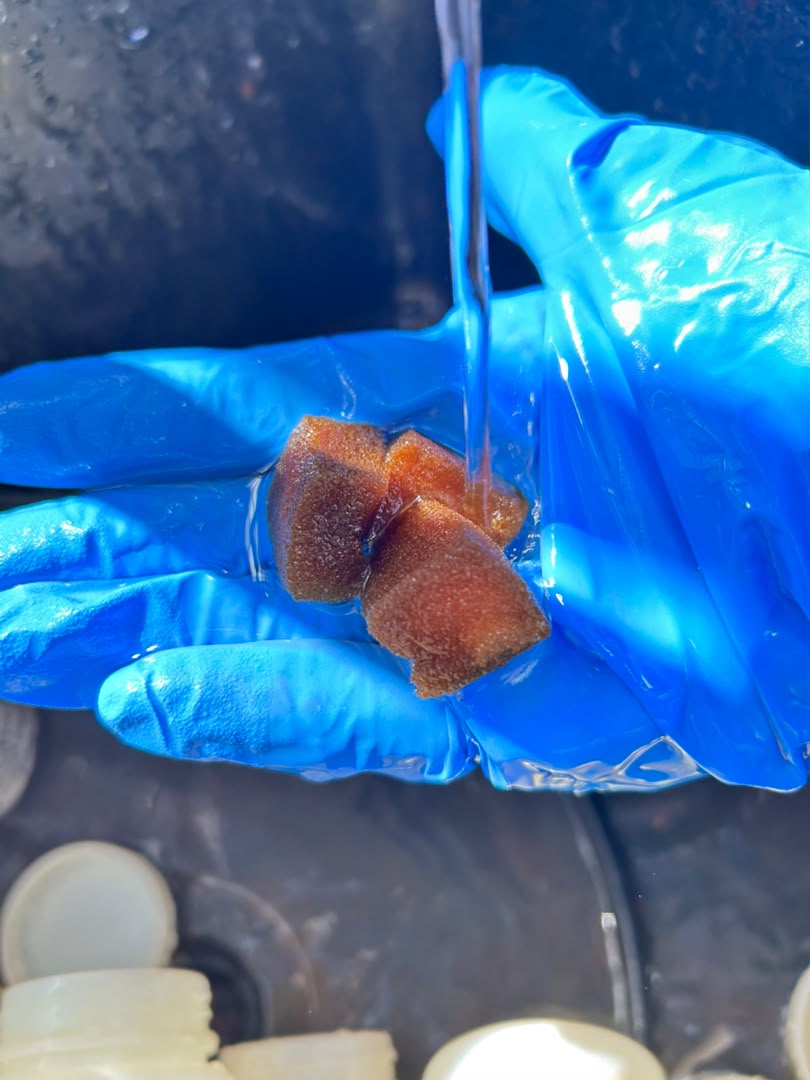 Gloved laboratory hand holding a prepared mineral sample